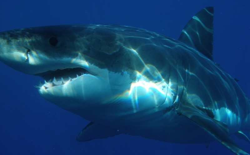 requin blanc